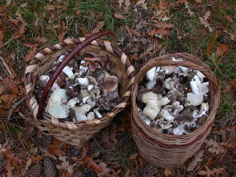 Escursione mirata   a Tricholoma portentosum